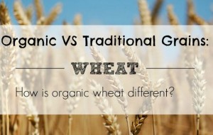 How is organic wheat different?