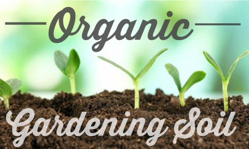 Organic soil is another thing to think about when you have an organic garden.  Take a look at some simple ways to make it healthier.