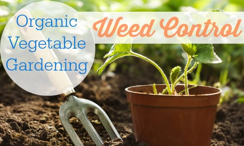 Oragnic ways to control the weeds in your organic vegetable garden.