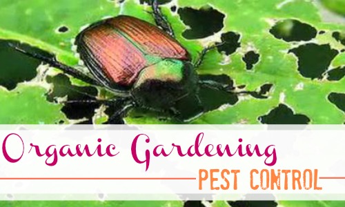 Organic Gardening.  Learn ways to keep away the bugs organically.    Organic Pest Control