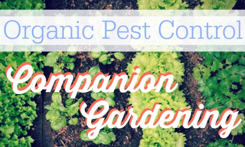 Use companion gardening as a way to try out organic pest control.