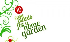 10 easy plants