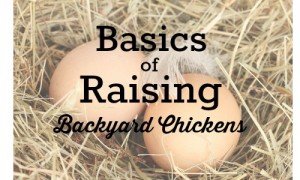 basics of raising backyard chickens 1