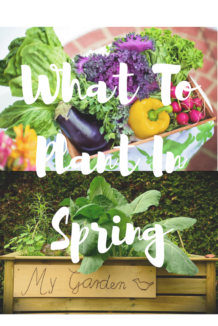 What To Plant In Spring Southern Savers