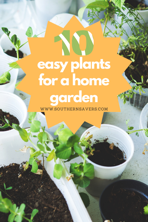 These easy plants are great for beginner and advanced gardeners alike. They don't require a ton of maintenance and the harvest will be super tasty.