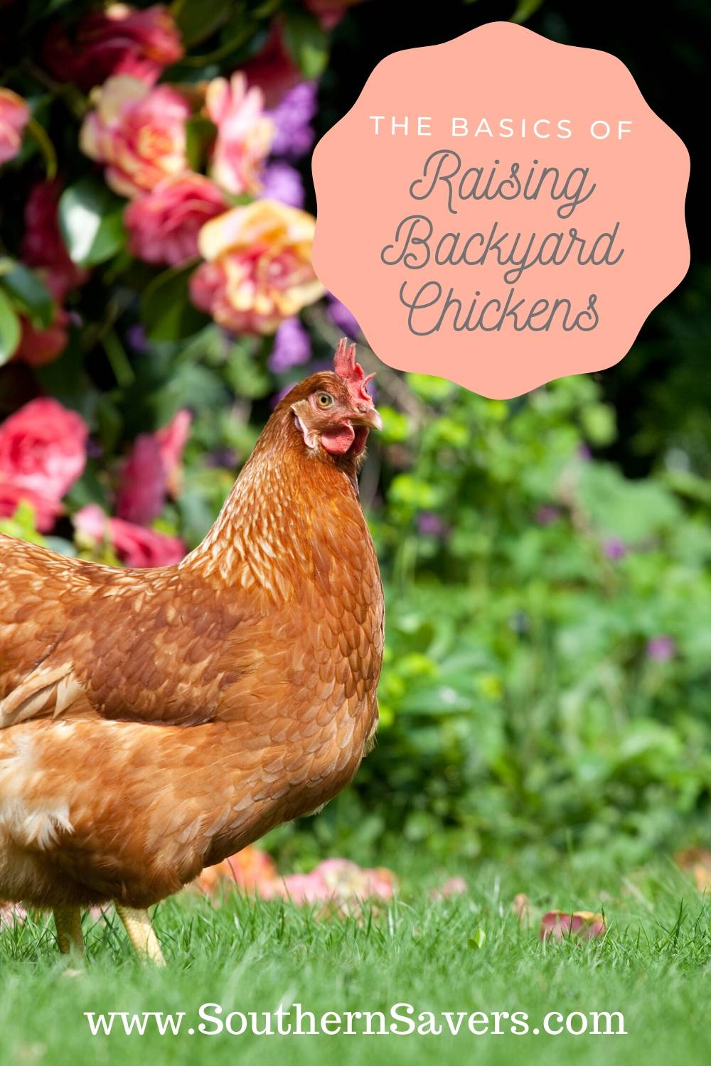 The Basics of Raising Backyard Chickens Southern Savers