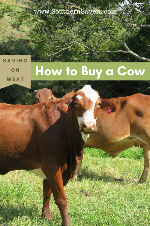 If you're looking to save on meat, consider going big: here are my top tips for how to buy a cow. It's an upfront cost that will save money in the long run!