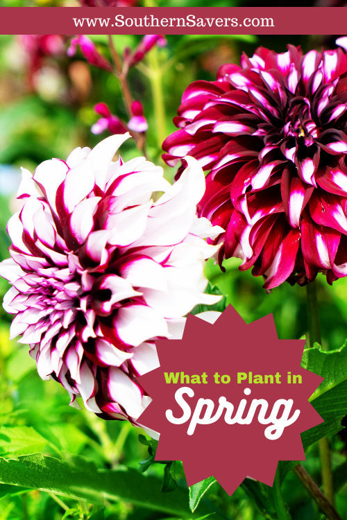 Are you ready to get outside and start planting? Find out what to plant in spring to have a beautiful vegetable or flower garden for summer!