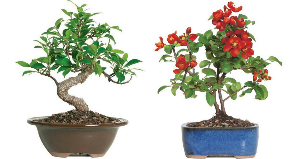 Amazon Deal 44 off Live Bonsai Plants Today Only Southern Savers