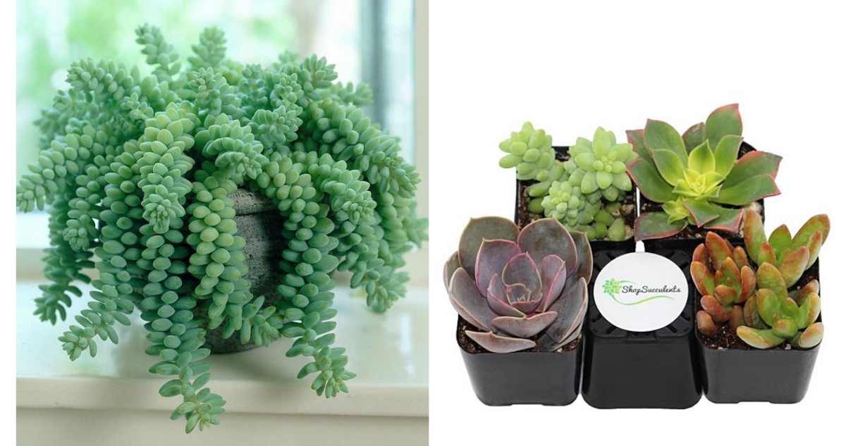 zulily succulents