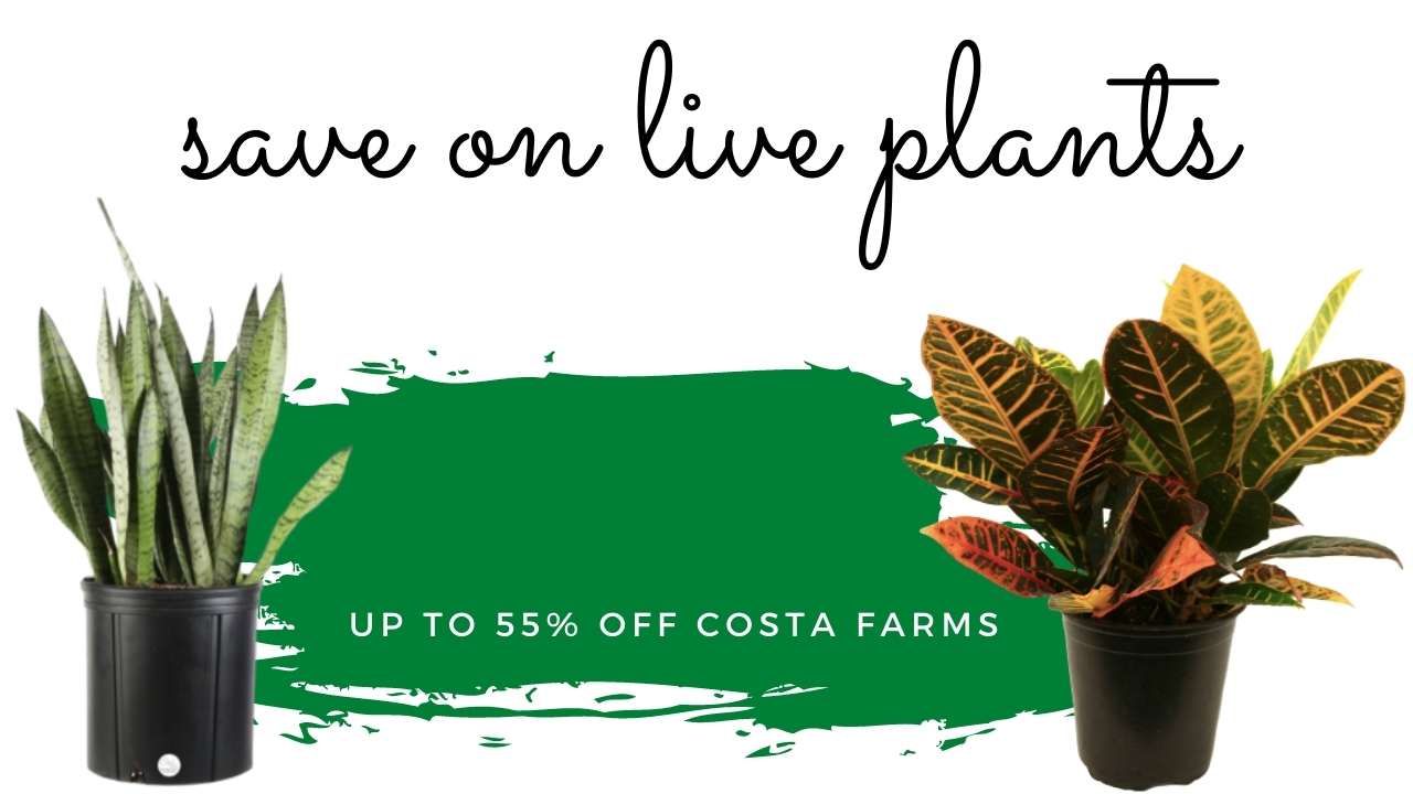 Walmart Deal Up To 55 Off Costa Farms Live Plants Southern Savers