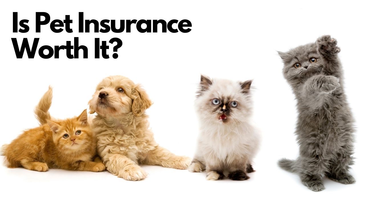 Is Pet Insurance Worth It? What to Get? :: Southern Savers