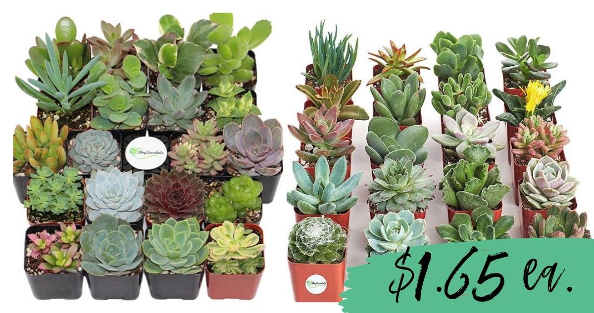 Zulily Sale | 20-Pack Live Succulents for $32.99 :: Southern Savers
