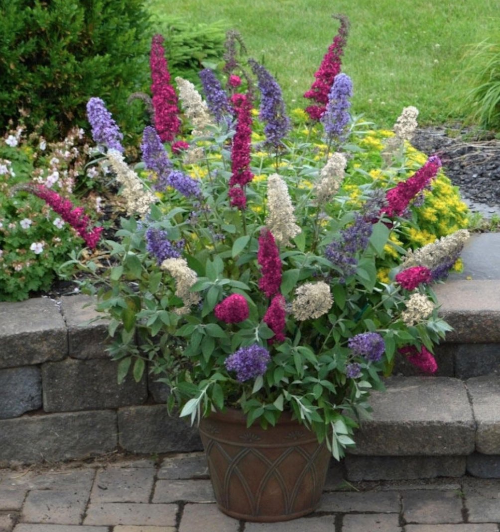 butterfly bush