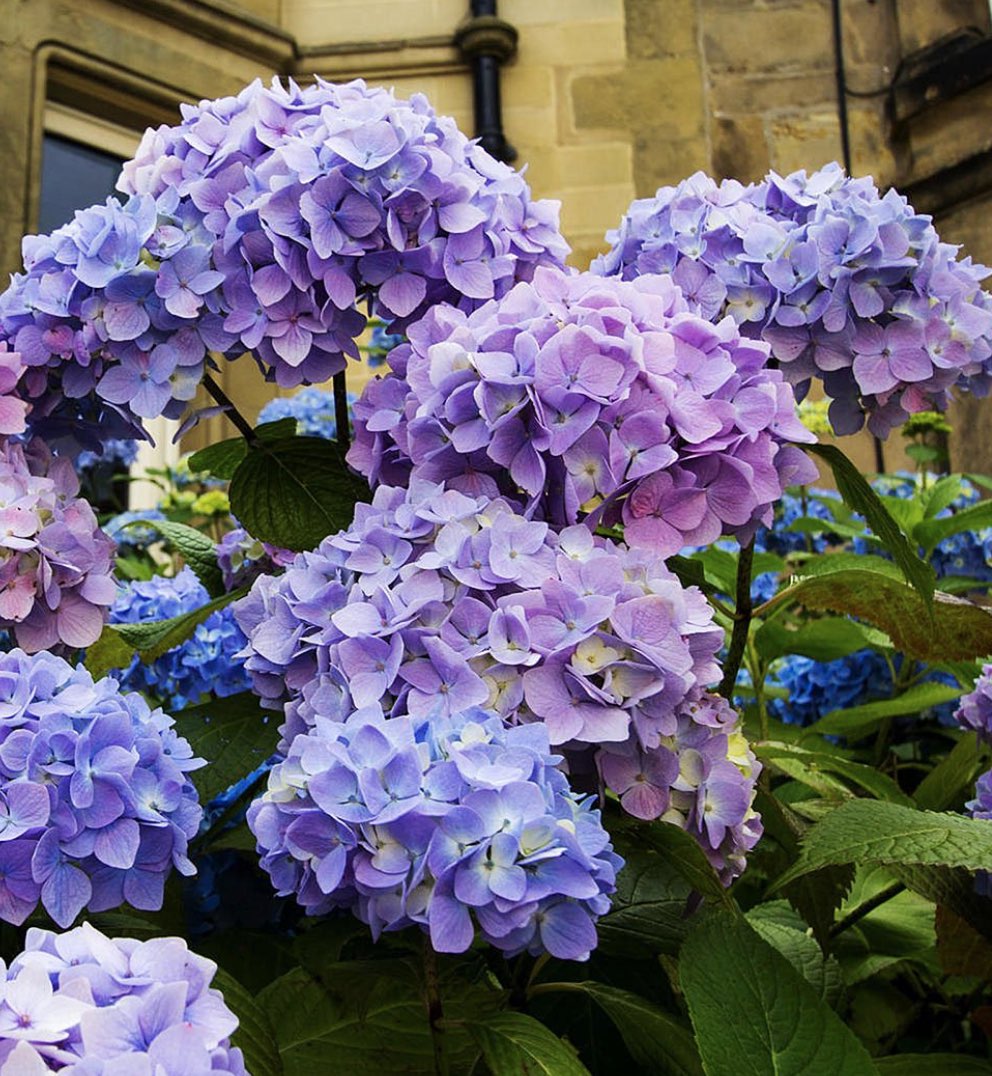 hydrangea