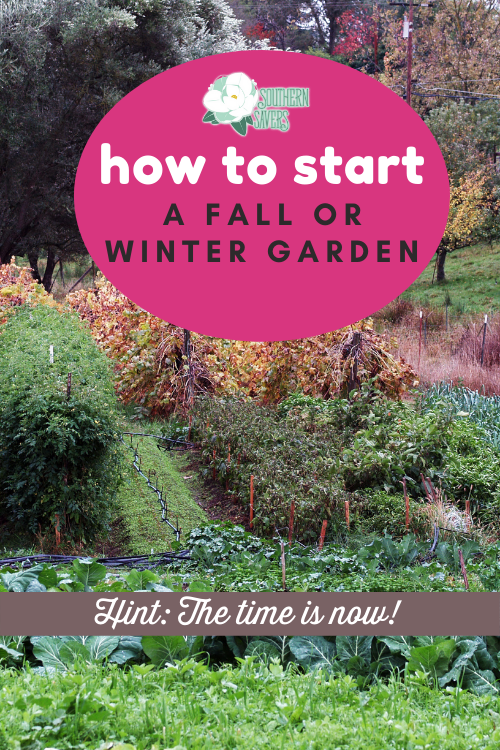 The weather outside may be sweltering, but now is the time for planning and prep work to start a fall or winter garden! Here are my best tips.