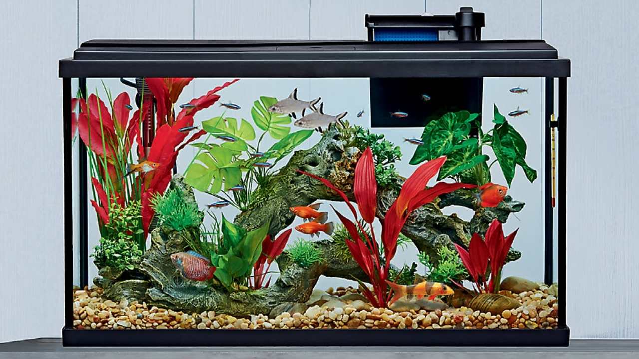 PetSmart  5-Gallon Aquarium Starter Kit $39.99 :: Southern Savers