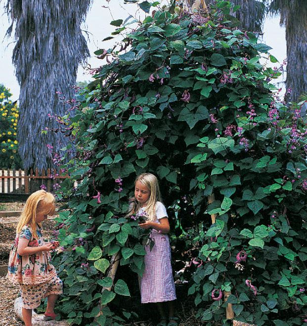 garden tee pee