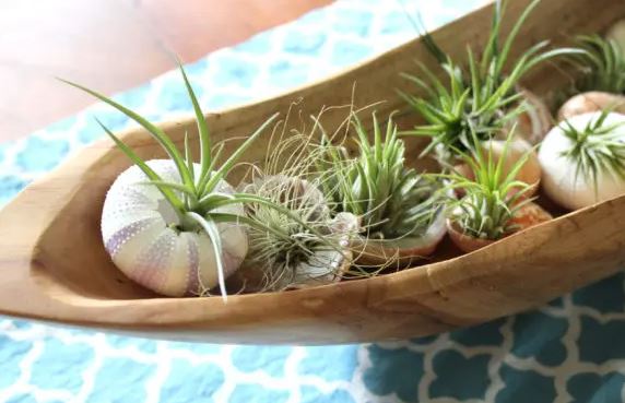 air plants