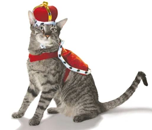cat king