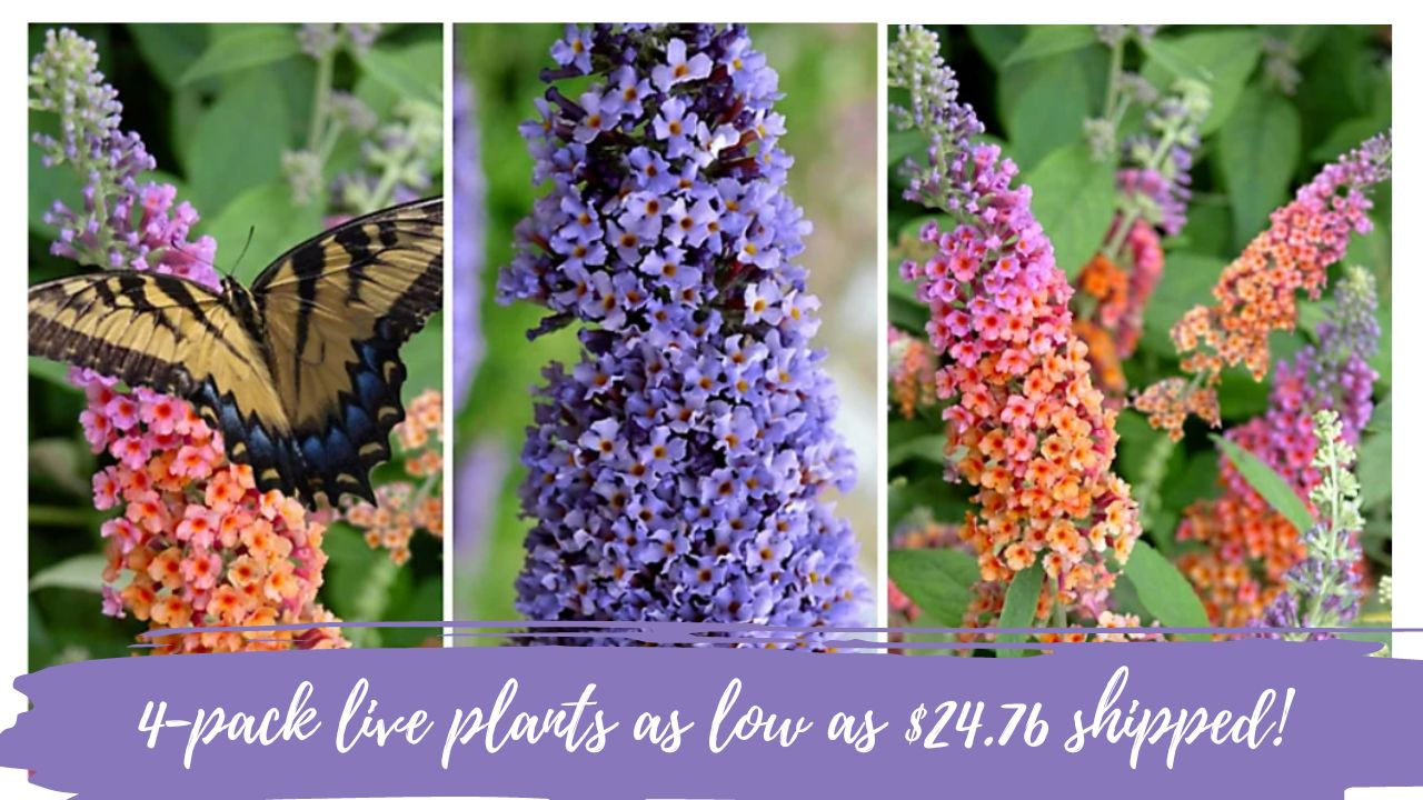 Butterfly Bush Live Plants 4Pack As Low As 24.76 Shipped Southern