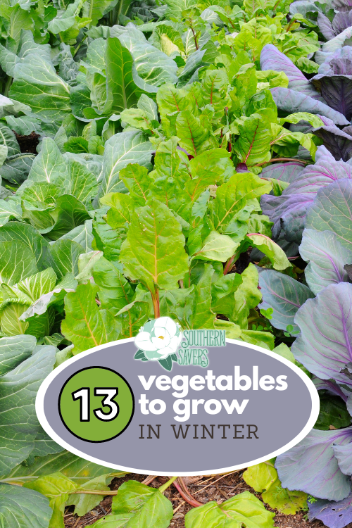 Looking to enjoy fresh produce even in the cold months? Here are 13 vegetables you can grow in the winter in the Southeast.