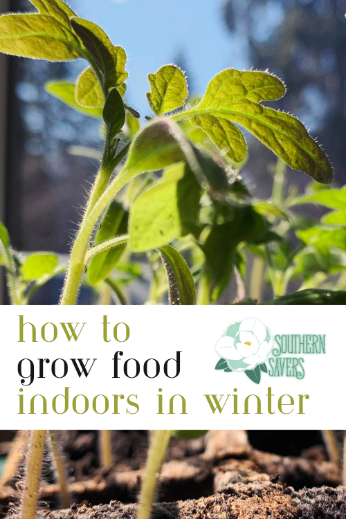 Enjoy fresh produce at minimal cost all winter long with these expert tips for how to grow food indoors! Anyone can do it—it's not rocket science.