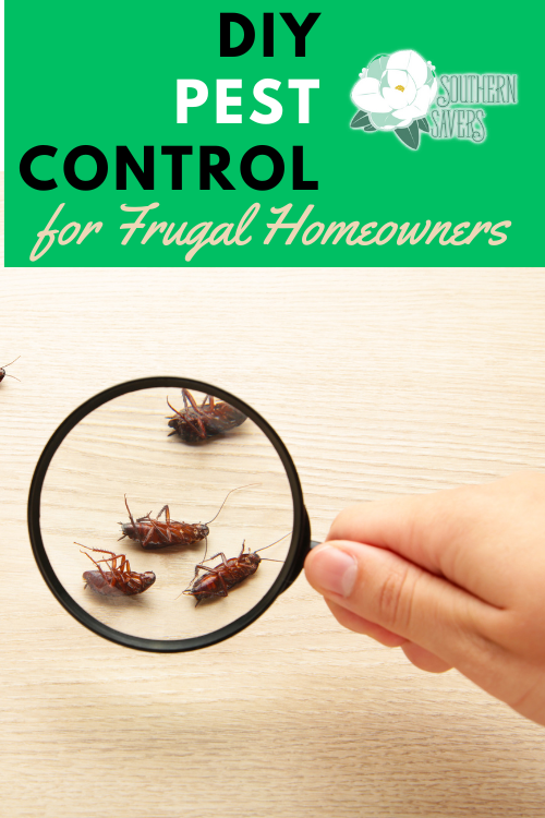 If you are a frugal homeowner, you don't want to pay a ton for pest control if you don't have to. Here are all my best tips for DIY pest control.