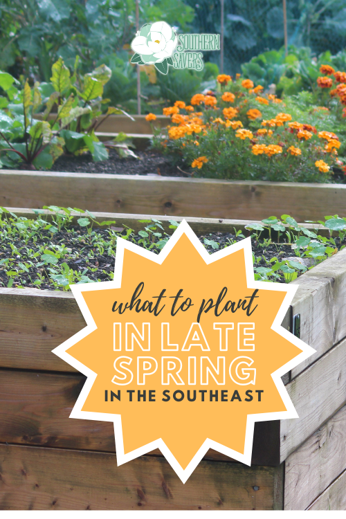 If you haven't started your vegetable garden, it's not too late! Here are 12 things to plant in late spring in the Southeast.